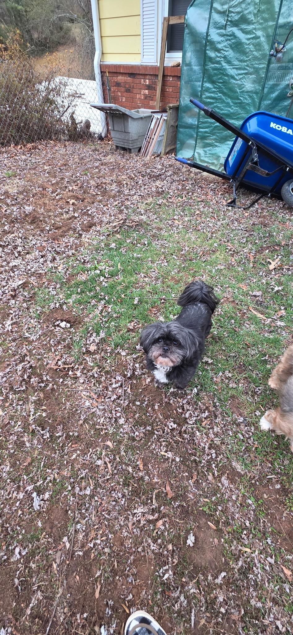 Happy, a ADOPTABLE mixed breed in Candler, NC image 3/3