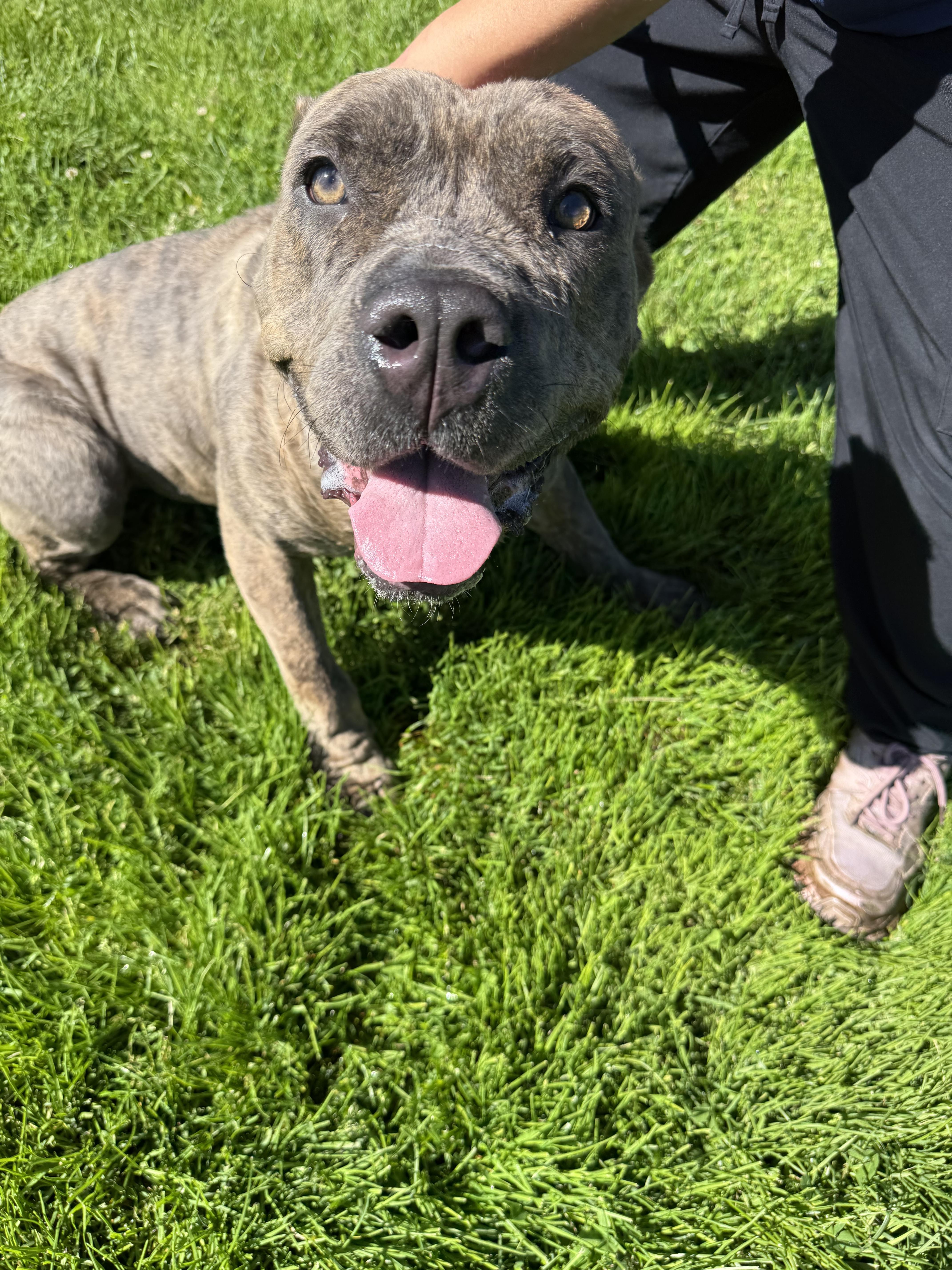 Bella, ADOPTABLE, Young Female Cane Corso.