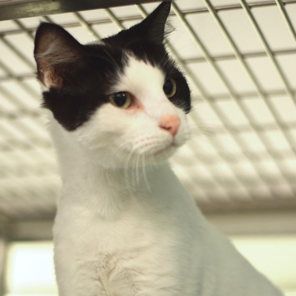 Enlarge Sedona, a Adoptable Domestic Short Hair in Belleville, IL image 1/2