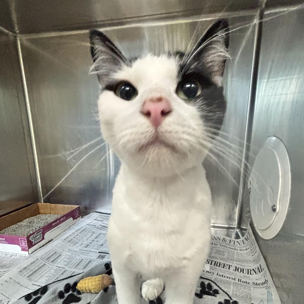 Enlarge Sedona, a Adoptable Domestic Short Hair in Belleville, IL image 2/2