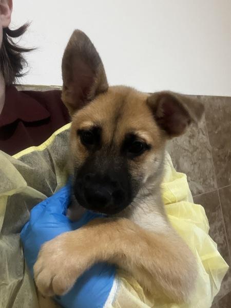 Enlarge Cosmo, a Adoptable mixed breed in Santa Rosa, CA image 1/1