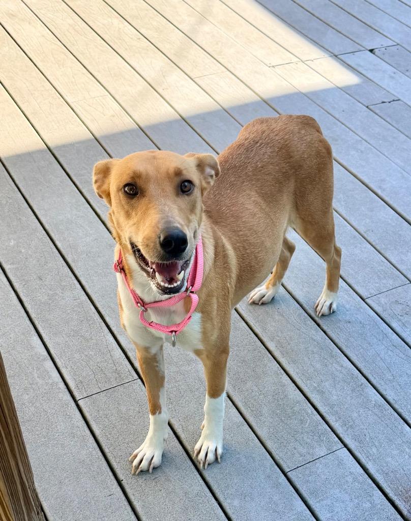 Pumpkin, Adoptable, Young Female Collie.
