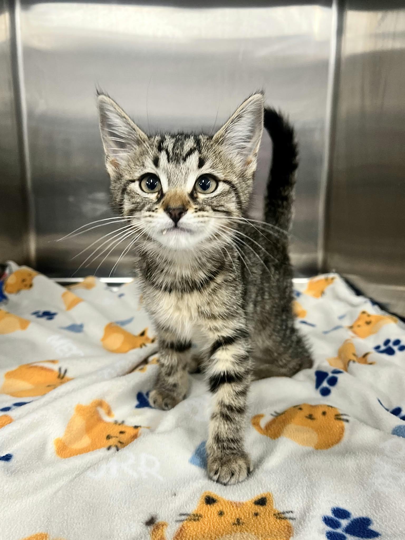 Karla and Marx, Adoptable, Kitten Female Domestic Short Hair.