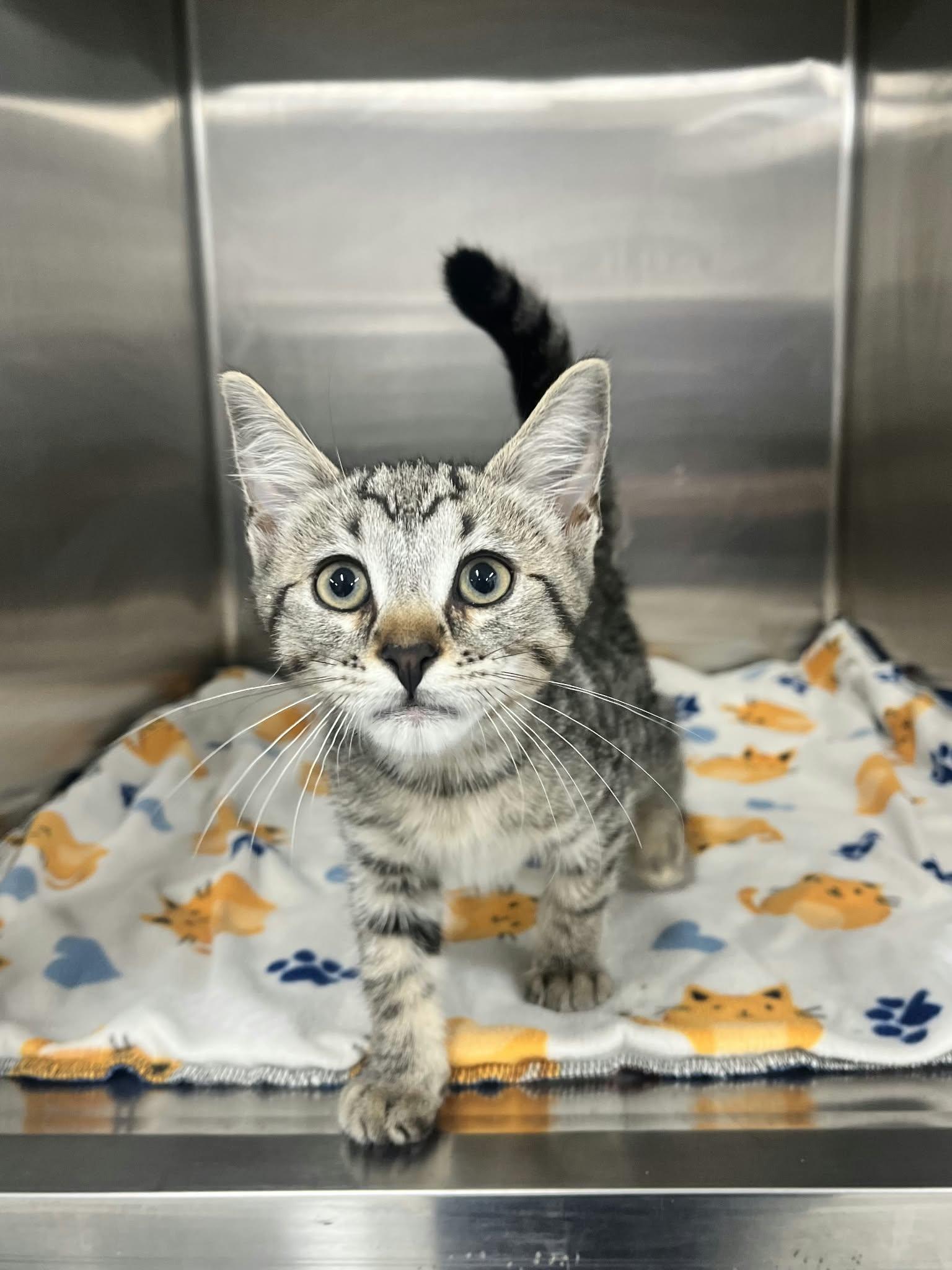Enlarge Karla and Marx, a Adoptable Domestic Short Hair in Blaine, MN image 2/2