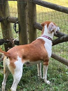 Enlarge Ollie: “My Home to Yours”, a Adoptable mixed breed in Rustburg, VA image 1/3