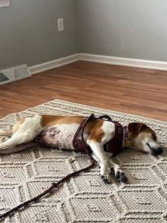 Enlarge Ollie: “My Home to Yours”, a Adoptable mixed breed in Rustburg, VA image 2/3