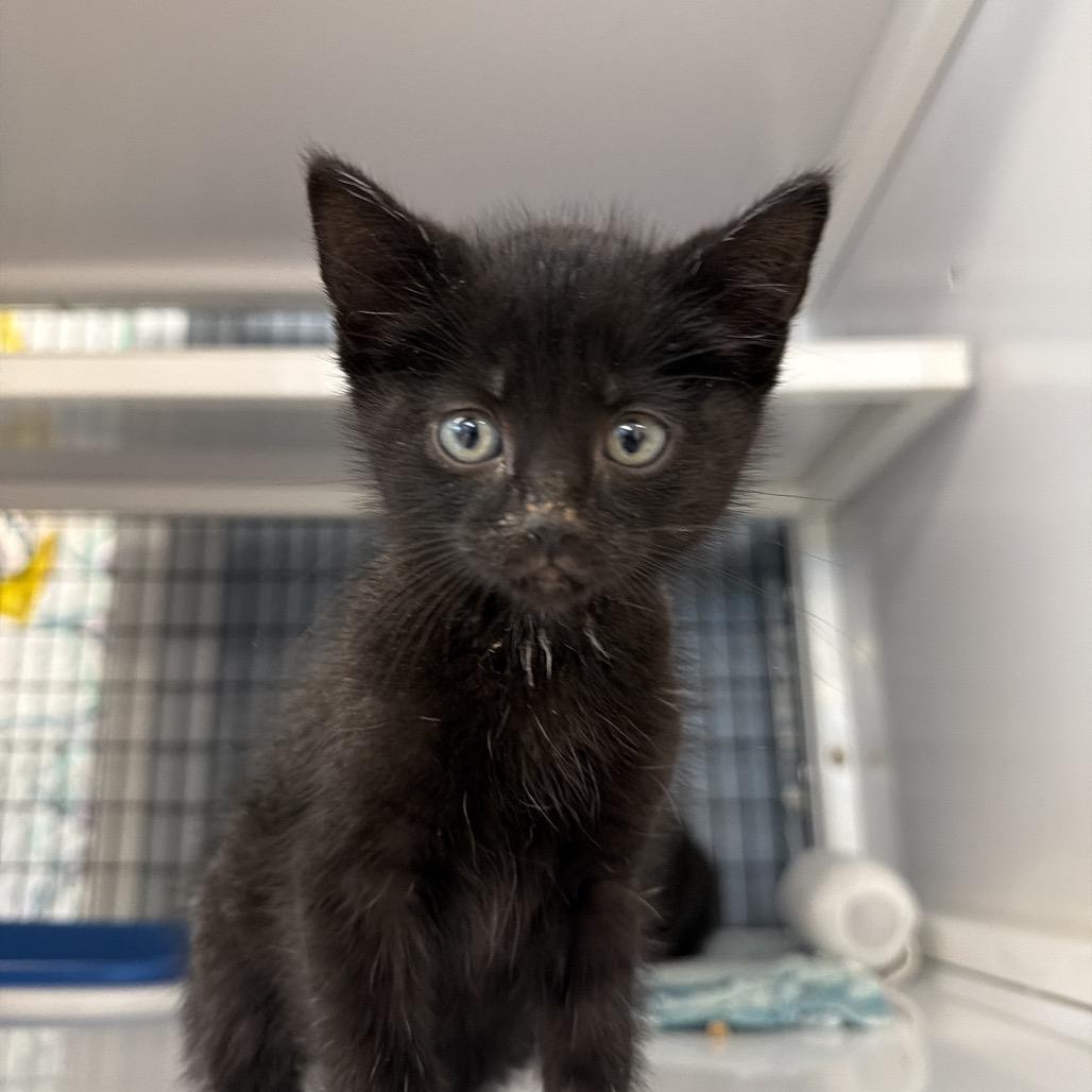 Darth Vader, Adoptable, Kitten Female Domestic Short Hair.