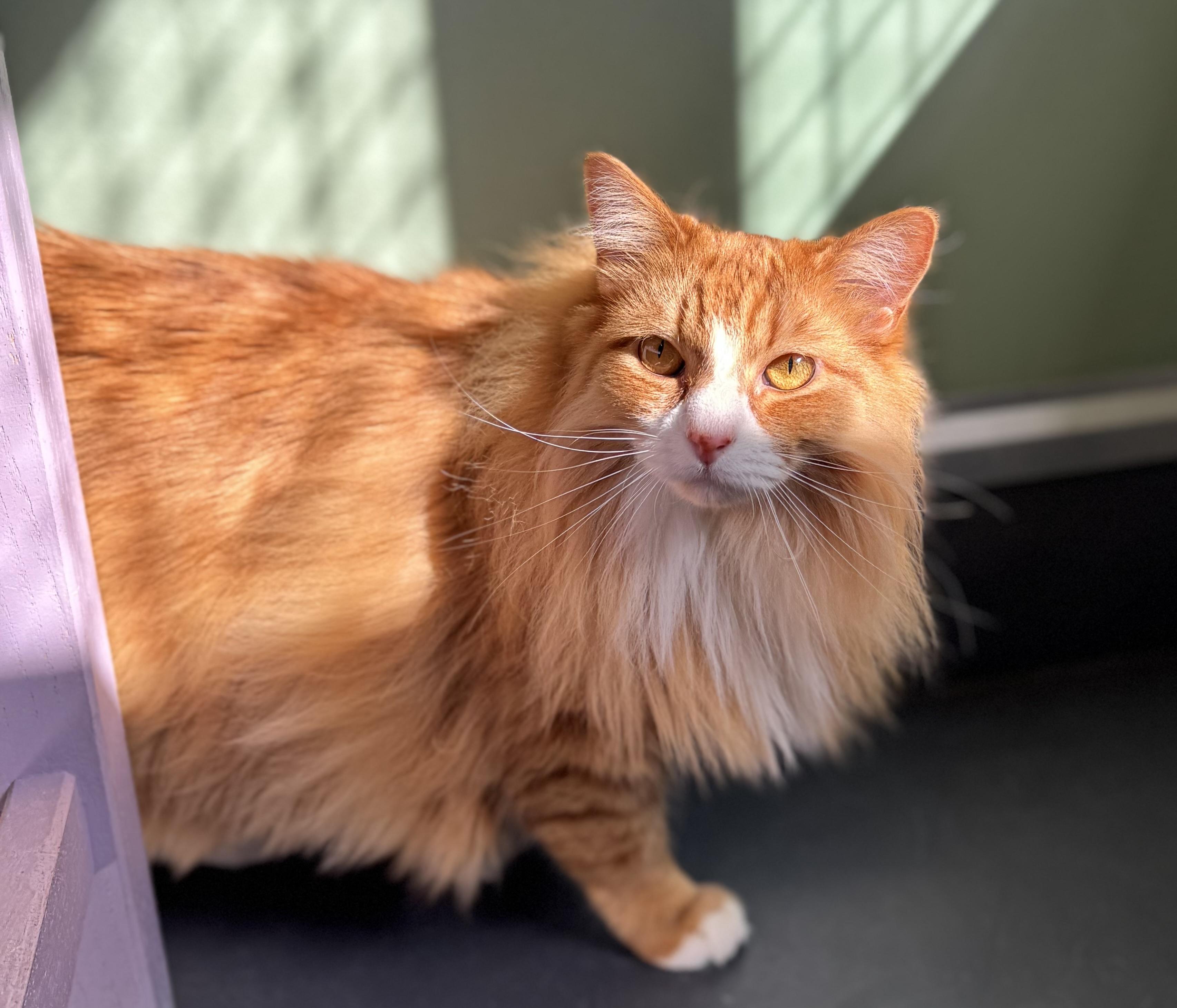 Apricot , an adoptable Domestic Long Hair in Eagle, CO image 1/3