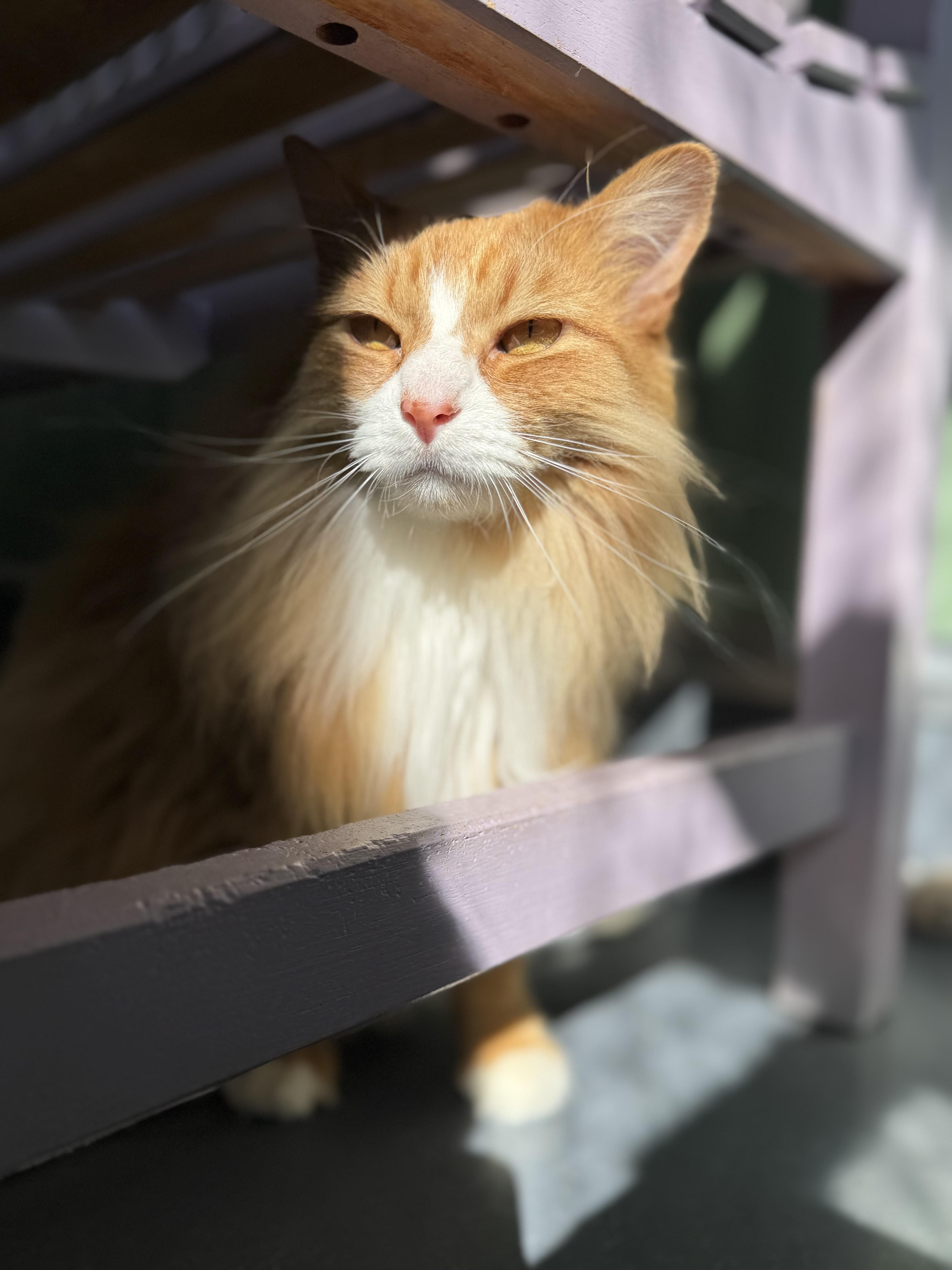 Apricot , an adoptable Domestic Long Hair in Eagle, CO image 3/3