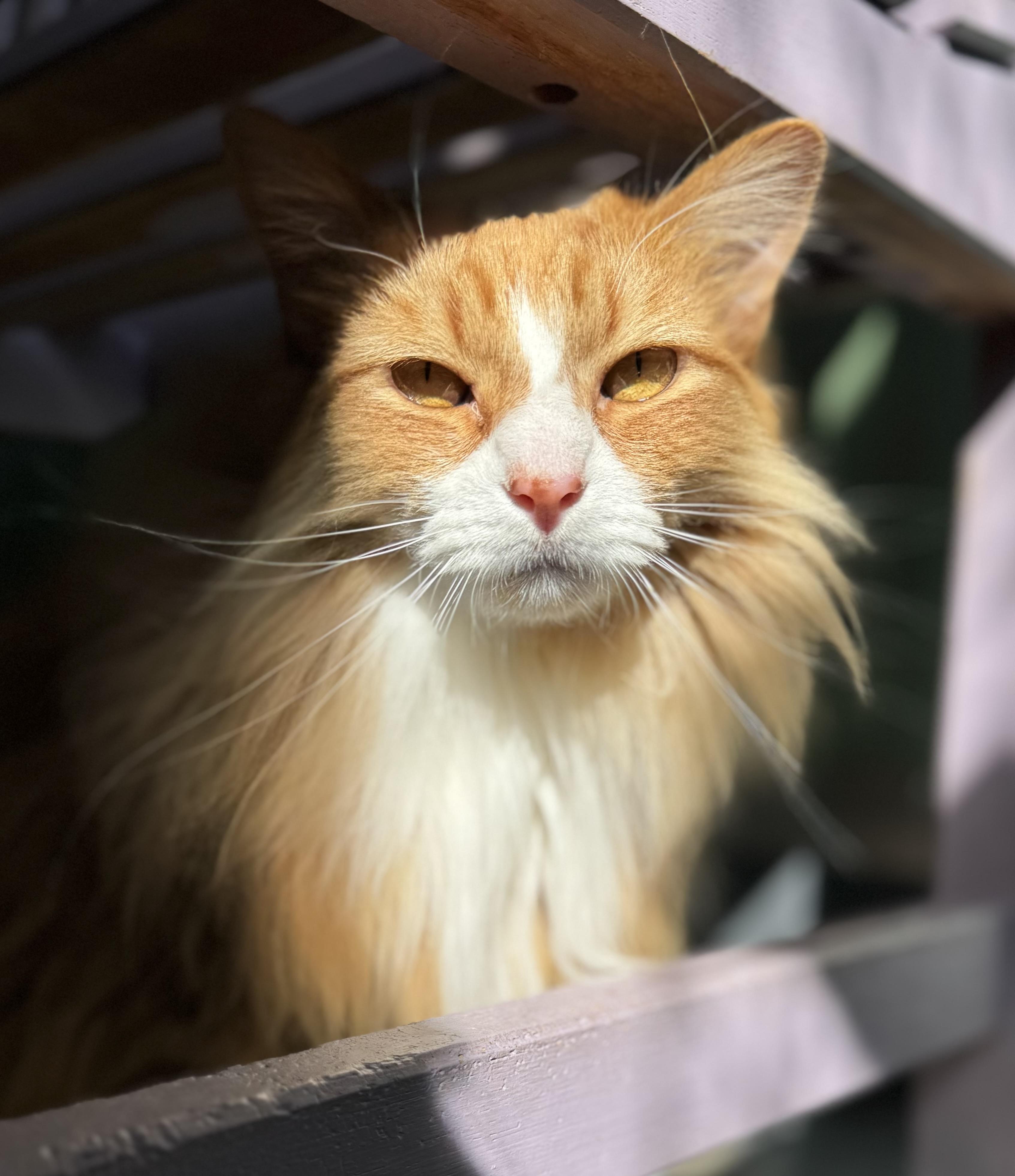 Apricot , an adoptable Domestic Long Hair in Eagle, CO image 2/3