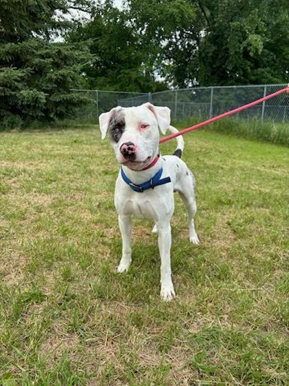Dennis, Adoptable, Adult Male Pit Bull Terrier & Mixed Breed.