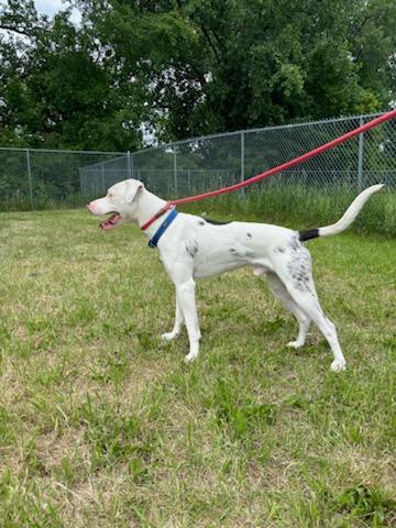 Enlarge Dennis, a Adoptable mixed breed in Fergus Falls, MN image 2/3