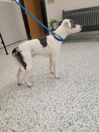Enlarge Dennis, a Adoptable mixed breed in Fergus Falls, MN image 3/3