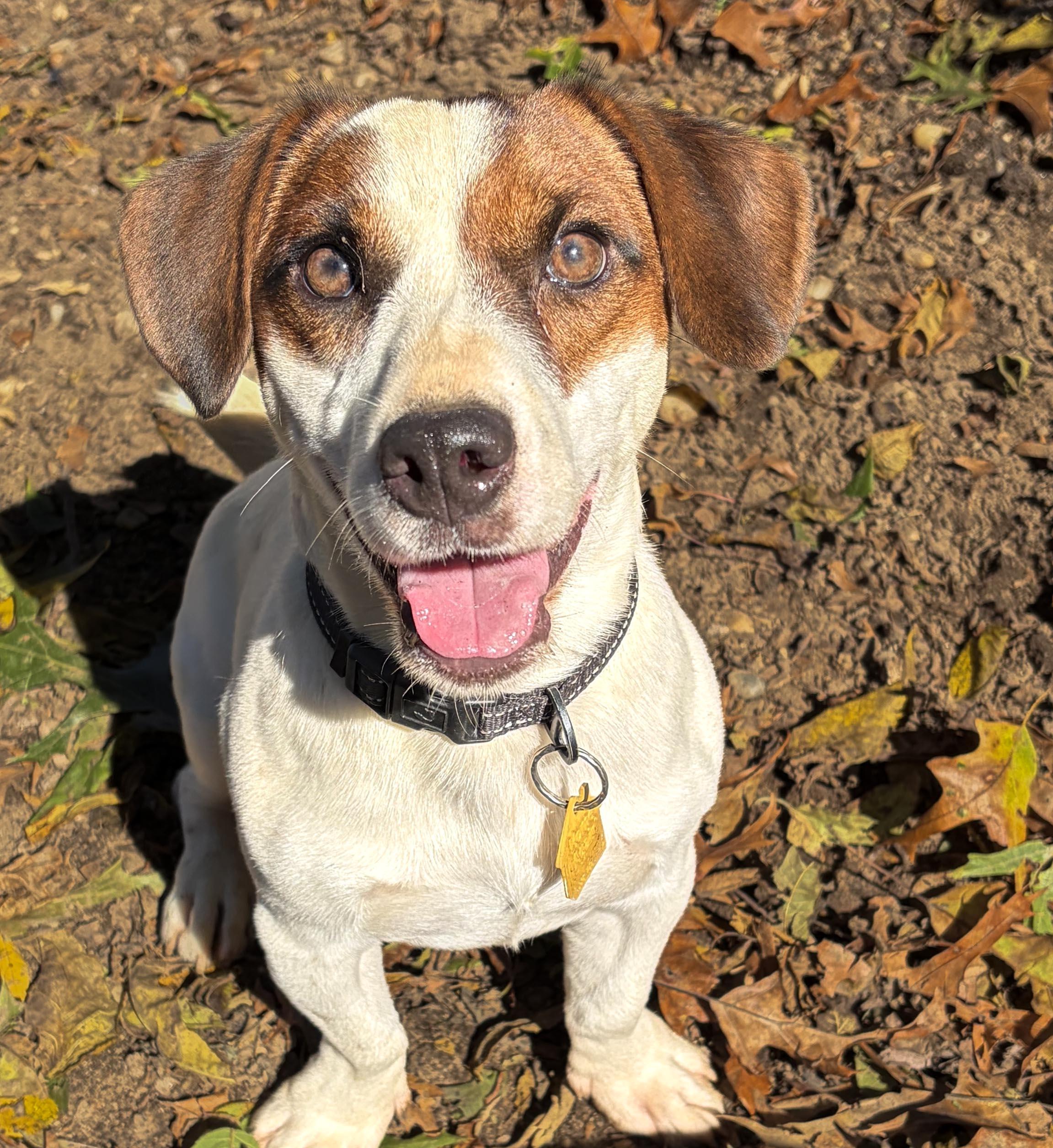 Enlarge Zippy, a Adoptable Jack Russell Terrier in Lindenhurst, NY image 1/1