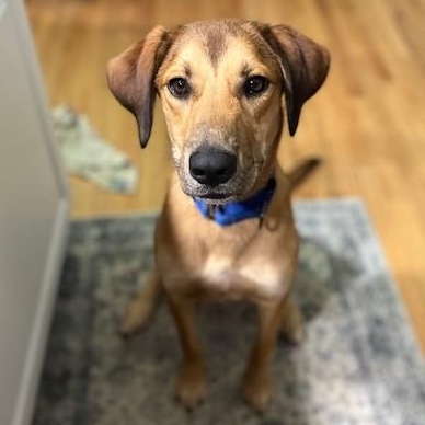 Stomper, Young Male Hound