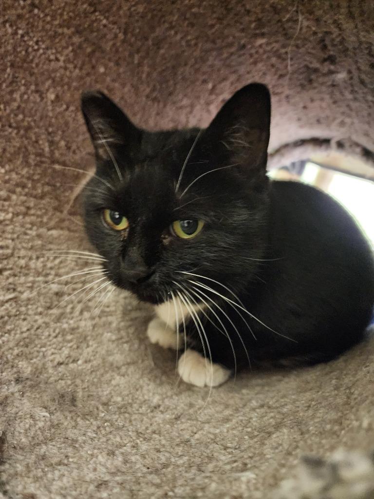 Booger, a Adoptable mixed breed in Auburn, IN image 1/2