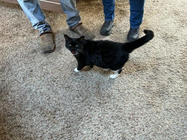 Booger, a Adoptable mixed breed in Auburn, IN image 2/2