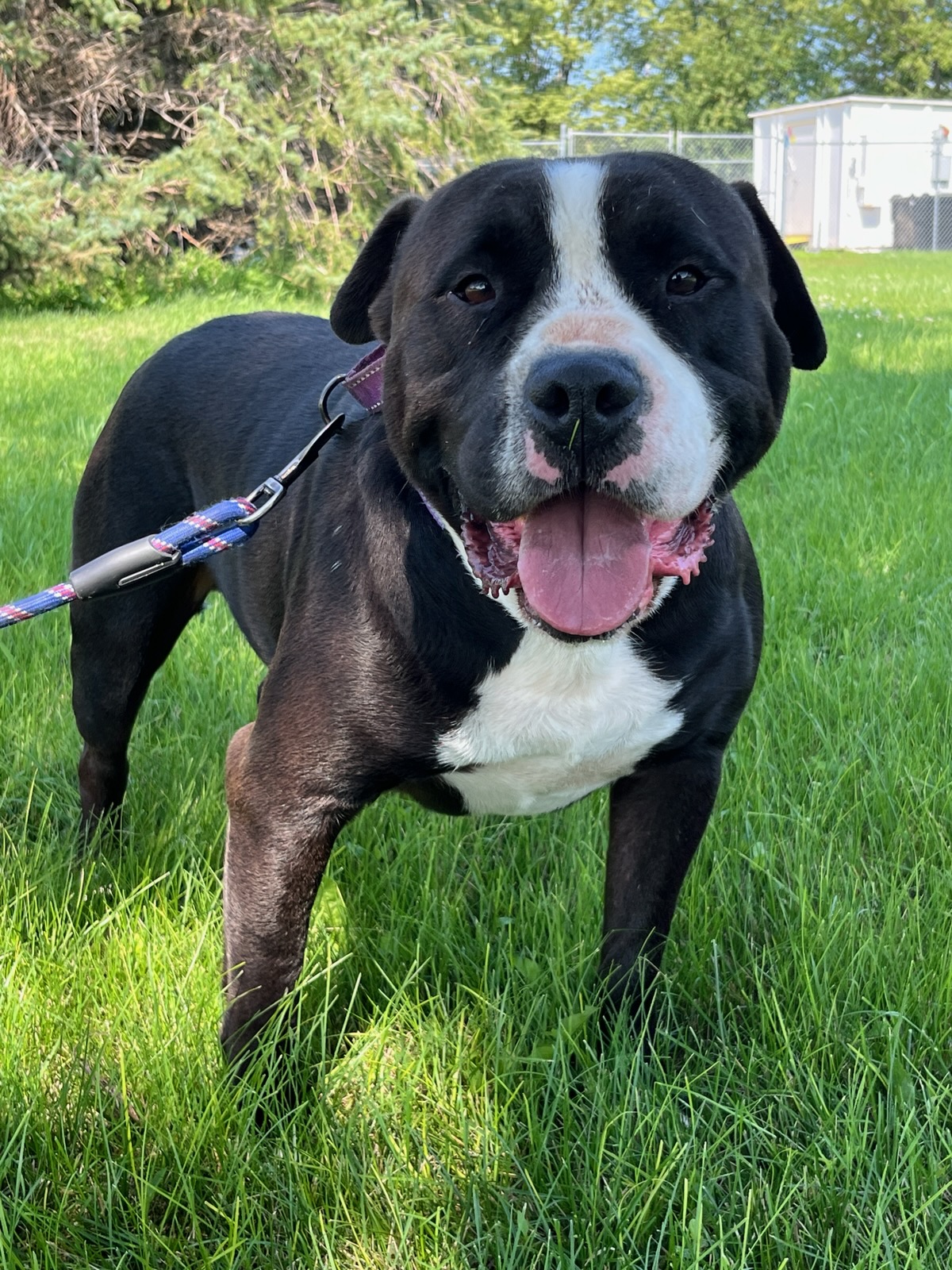 Enlarge Mike, a Adoptable American Bulldog in Rockwell City, IA image 1/2