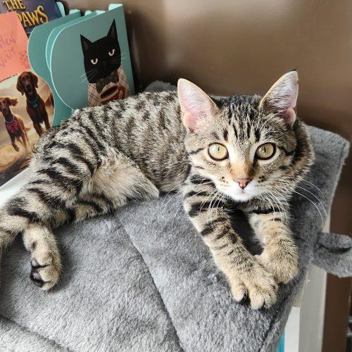 Enlarge Biscuits, a Adoptable Domestic Short Hair in Elizabeth, IL image 1/5
