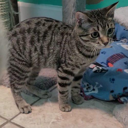 Enlarge Biscuits, a Adoptable Domestic Short Hair in Elizabeth, IL image 2/5
