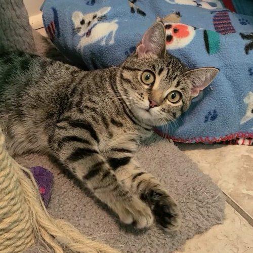 Enlarge Biscuits, a Adoptable Domestic Short Hair in Elizabeth, IL image 3/5