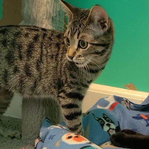Enlarge Biscuits, a Adoptable Domestic Short Hair in Elizabeth, IL image 4/5