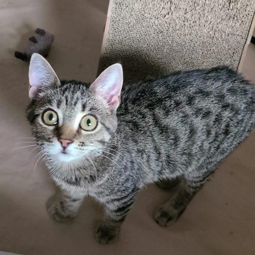 Enlarge Biscuits, a Adoptable Domestic Short Hair in Elizabeth, IL image 5/5