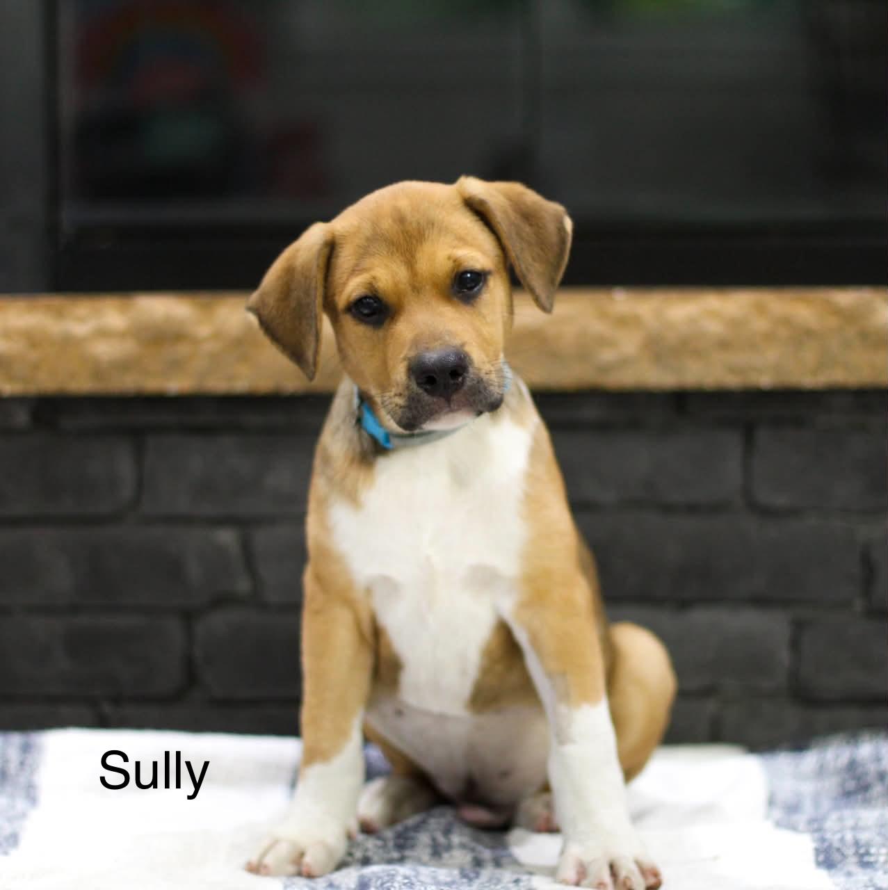 Enlarge Sully, an adopted mixed breed in Scranton, PA image 1/1