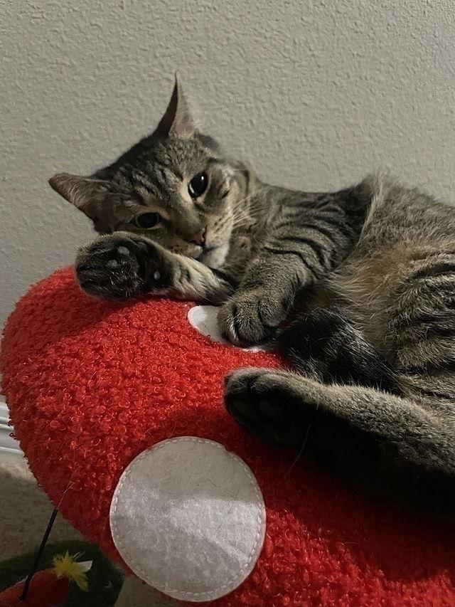 Enlarge Layla, a Adoptable Domestic Short Hair in Tampa, FL image 1/3