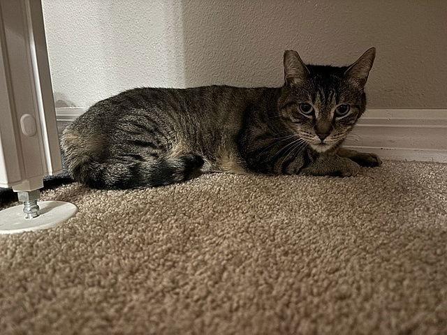Enlarge Layla, a Adoptable Domestic Short Hair in Tampa, FL image 2/3