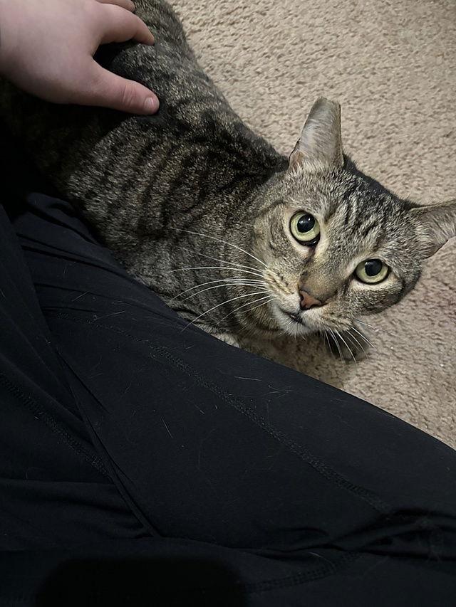 Enlarge Layla, a Adoptable Domestic Short Hair in Tampa, FL image 3/3