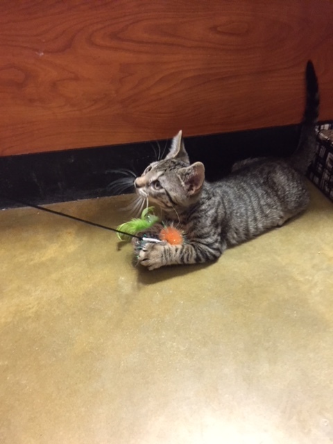 Reeses, a Adoptable Tabby in Westfield, NJ image 1/6