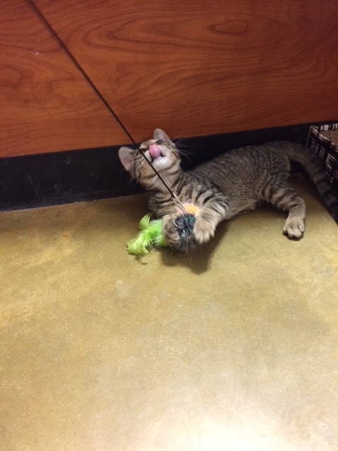 Reeses, a Adoptable Tabby in Westfield, NJ image 2/6