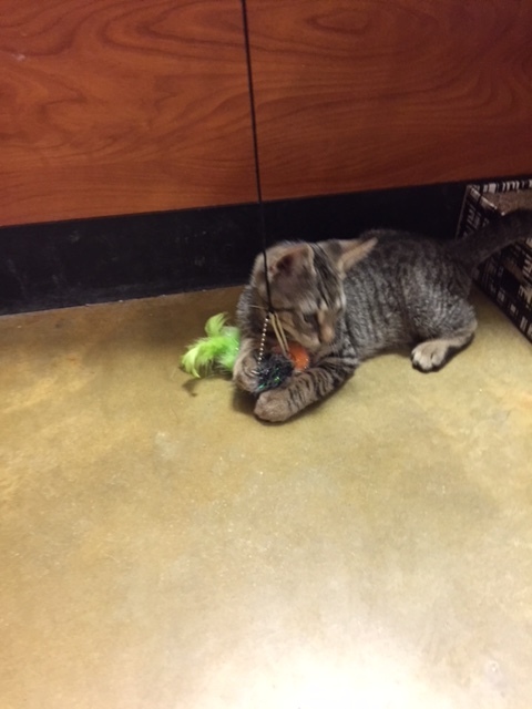 Reeses, a Adoptable Tabby in Westfield, NJ image 4/6