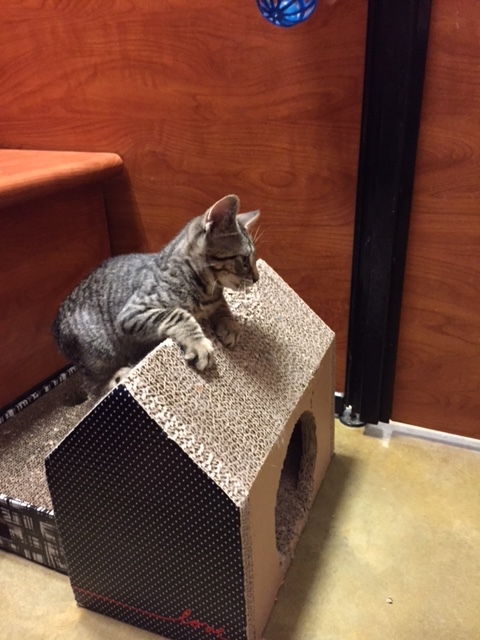 Reeses, a Adoptable Tabby in Westfield, NJ image 5/6