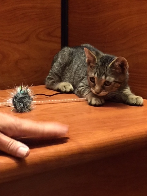 Reeses, a Adoptable Tabby in Westfield, NJ image 6/6