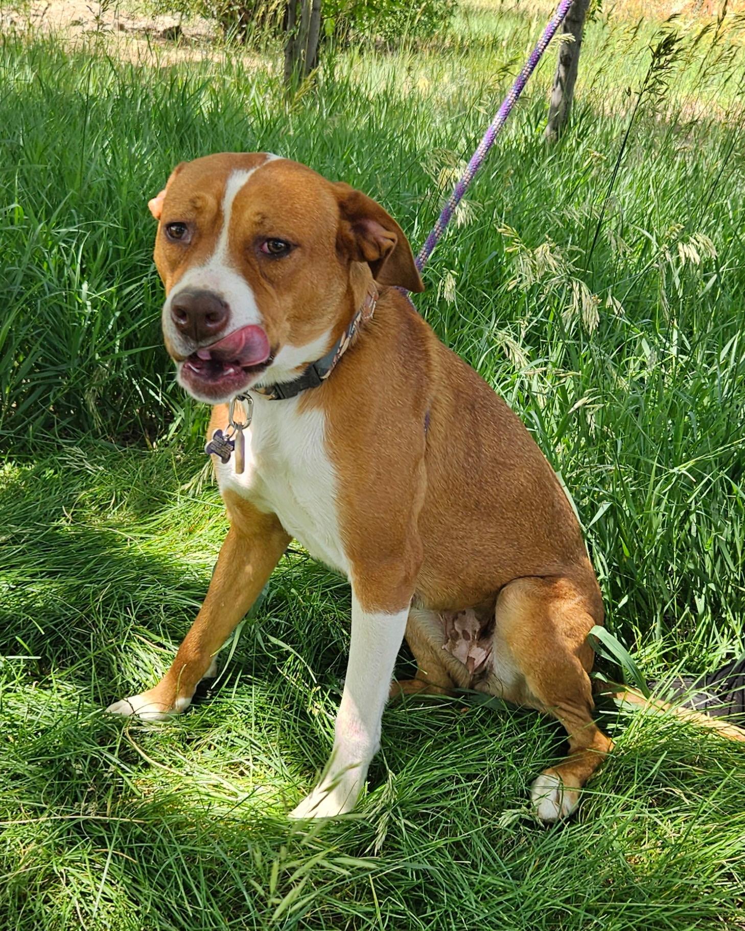 Ariel, an adoptable mixed breed in Littleton, CO image 4/4
