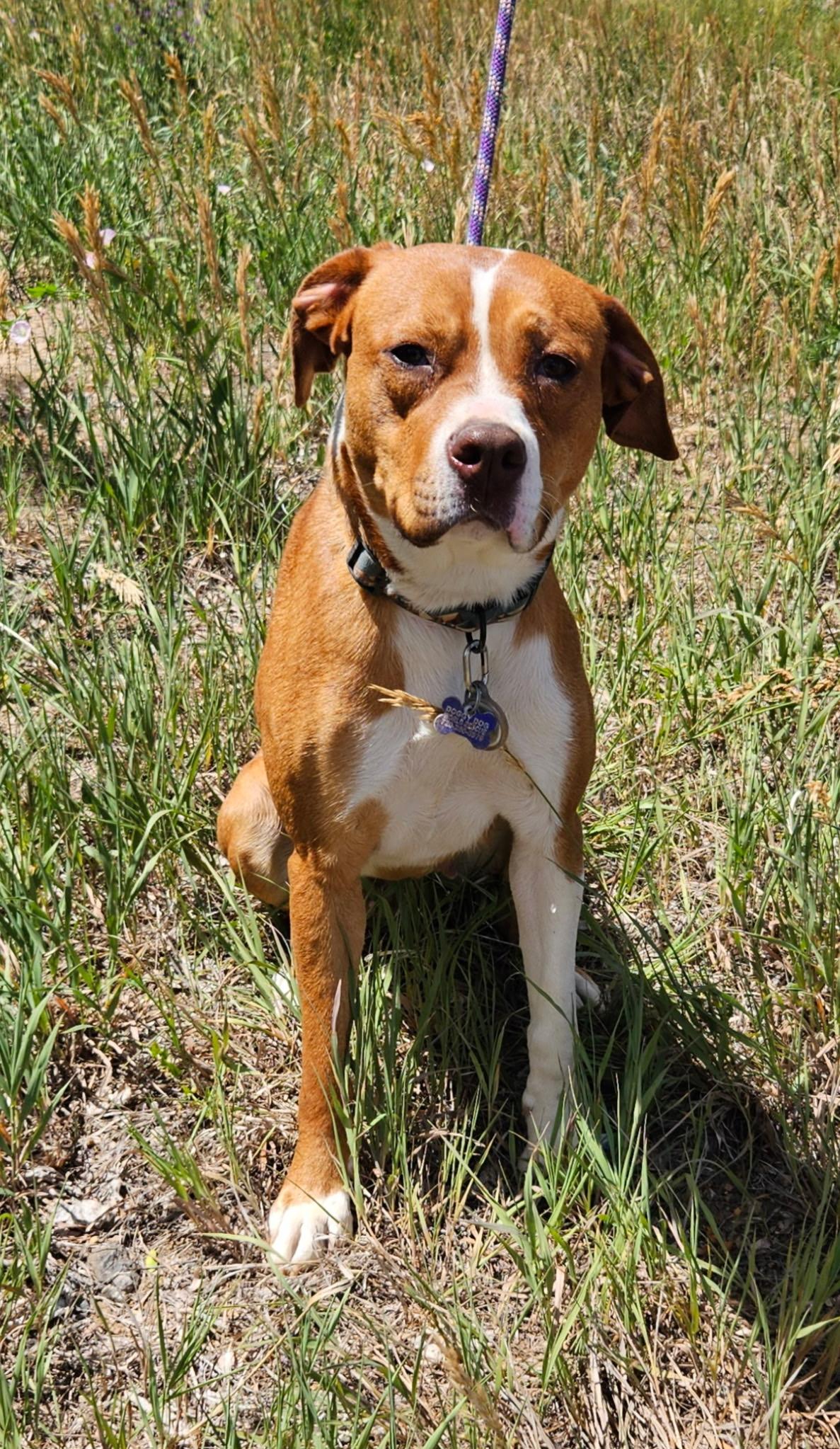 Ariel, an adoptable mixed breed in Littleton, CO image 1/4