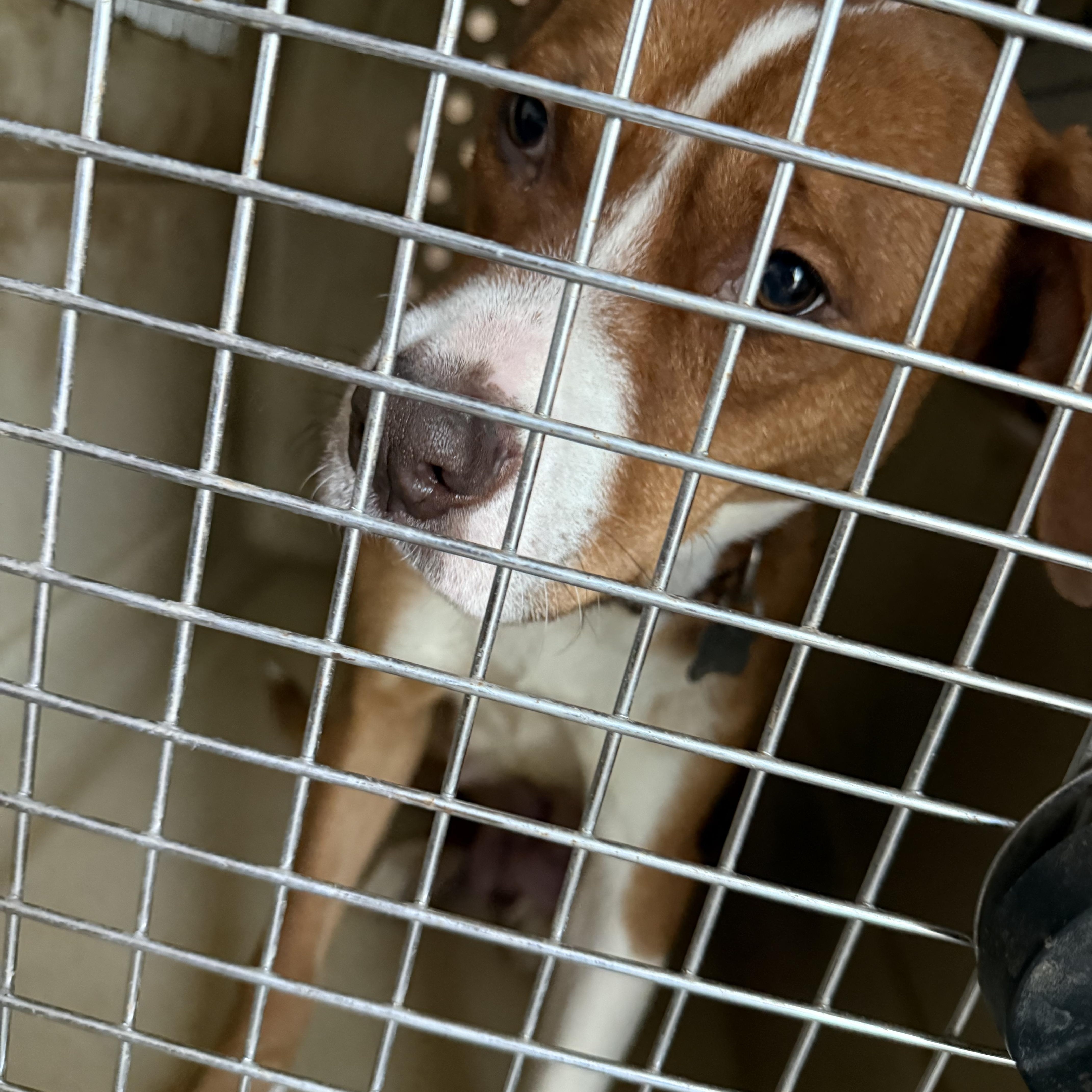 Ariel, a ADOPTABLE mixed breed in Littleton, CO image 2/2
