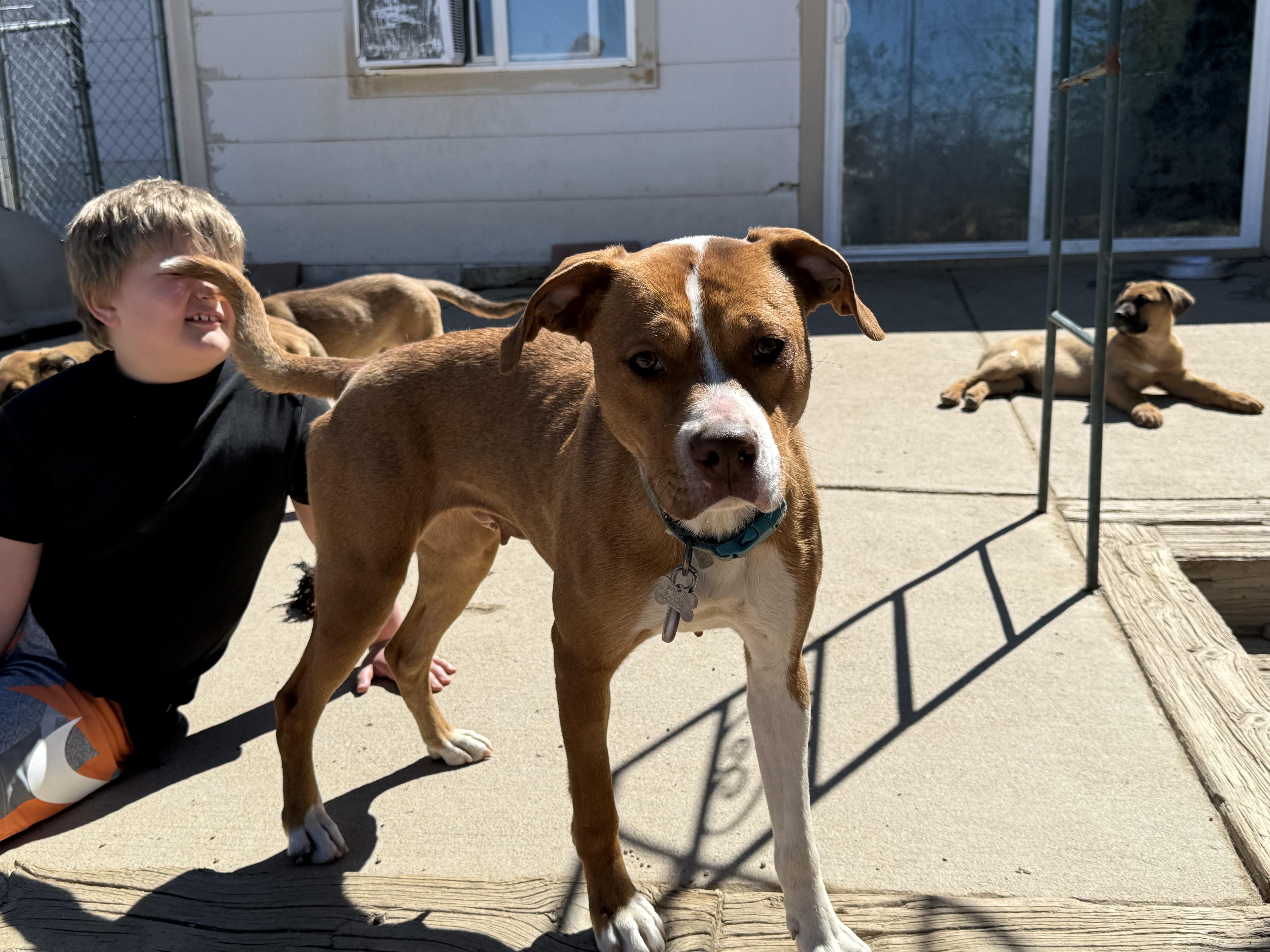 Ariel, ADOPTABLE, Adult Female Pit Bull Terrier.