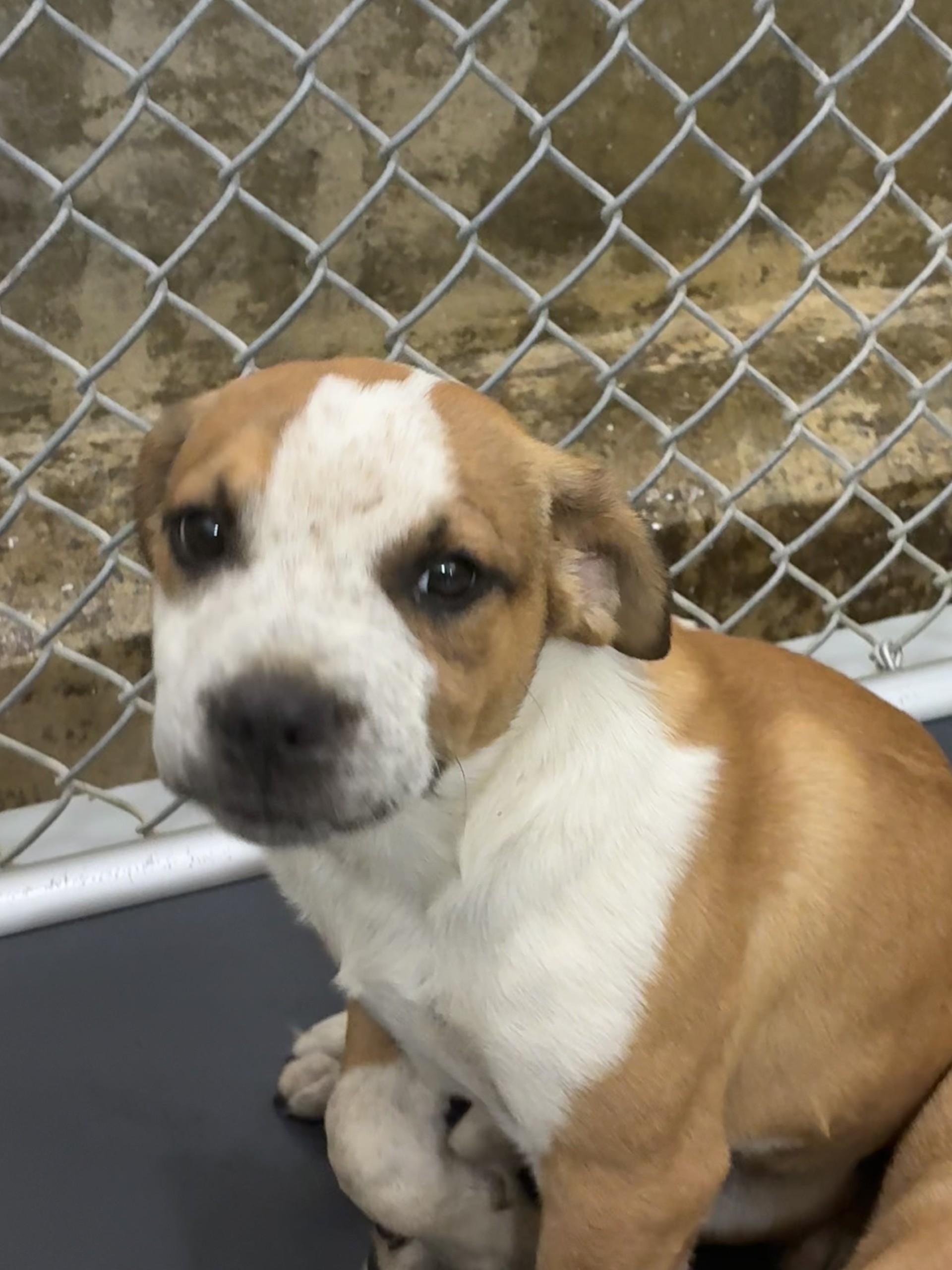 Enlarge Smith 1, an adopted mixed breed in Germanton, NC image 1/1