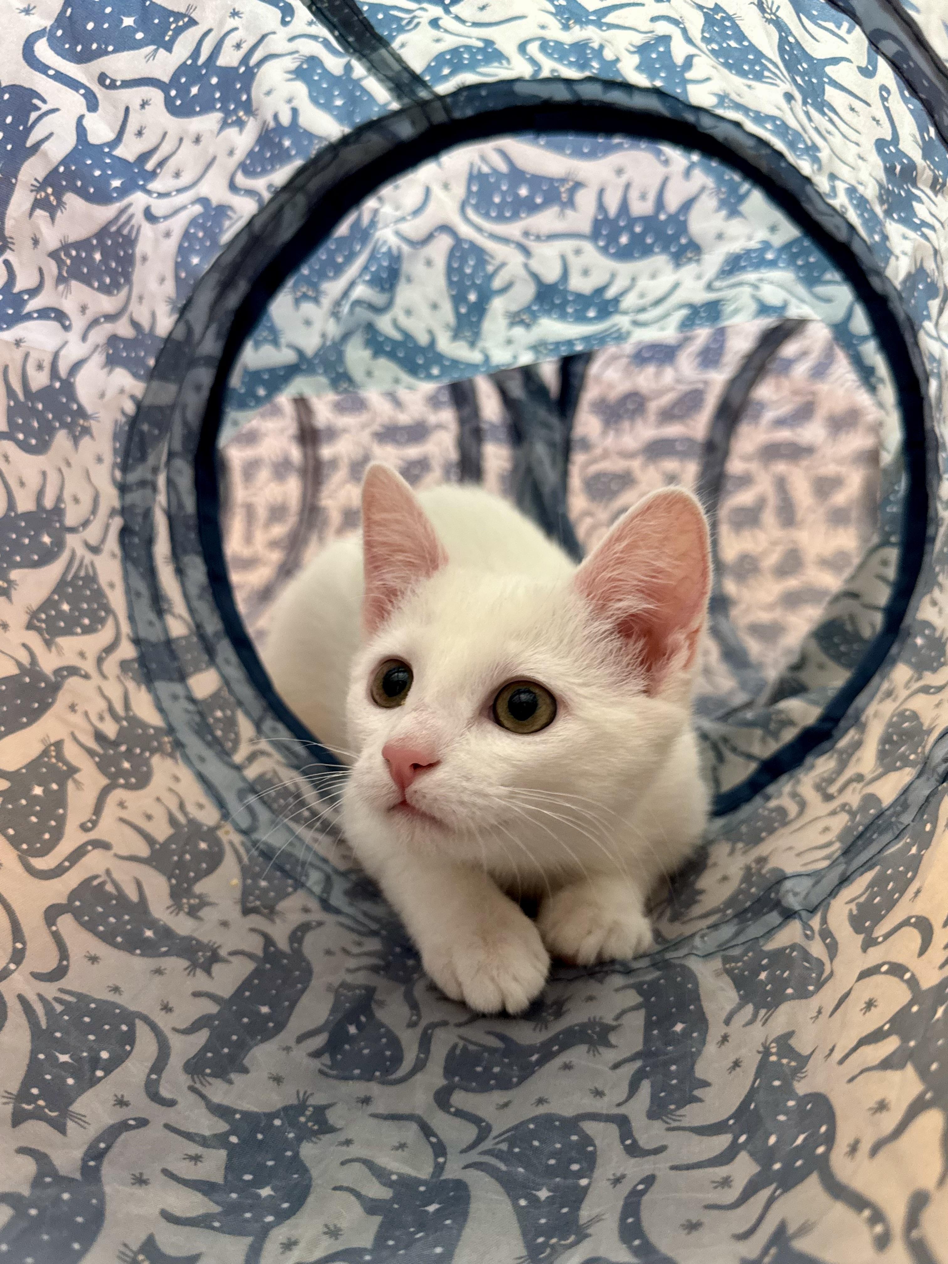 Enlarge Daisy White Kitten Female, an adopted Domestic Short Hair in Monroe, NC image 2/3