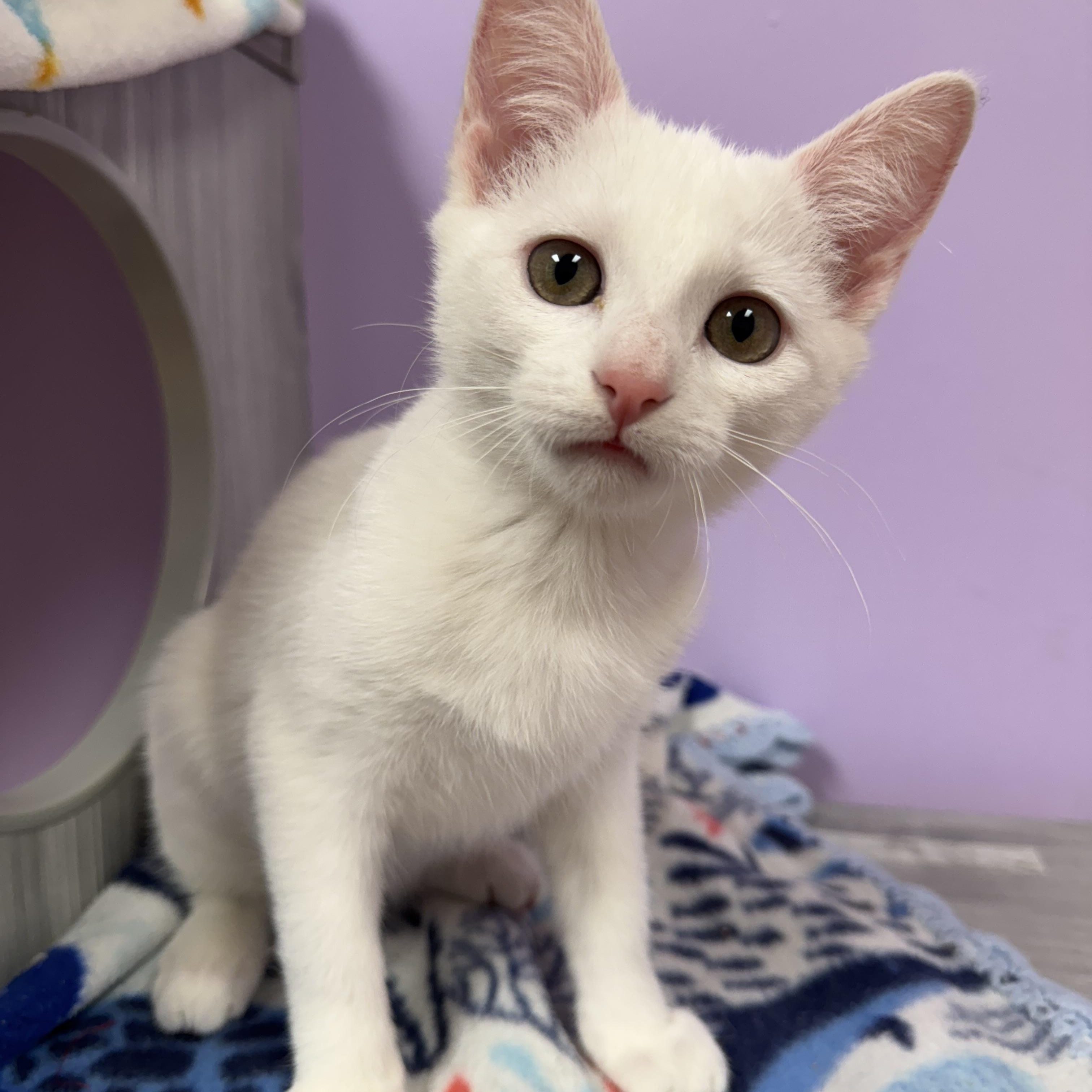 Daisy White Kitten Female, adopted, Kitten Female Domestic Short Hair.
