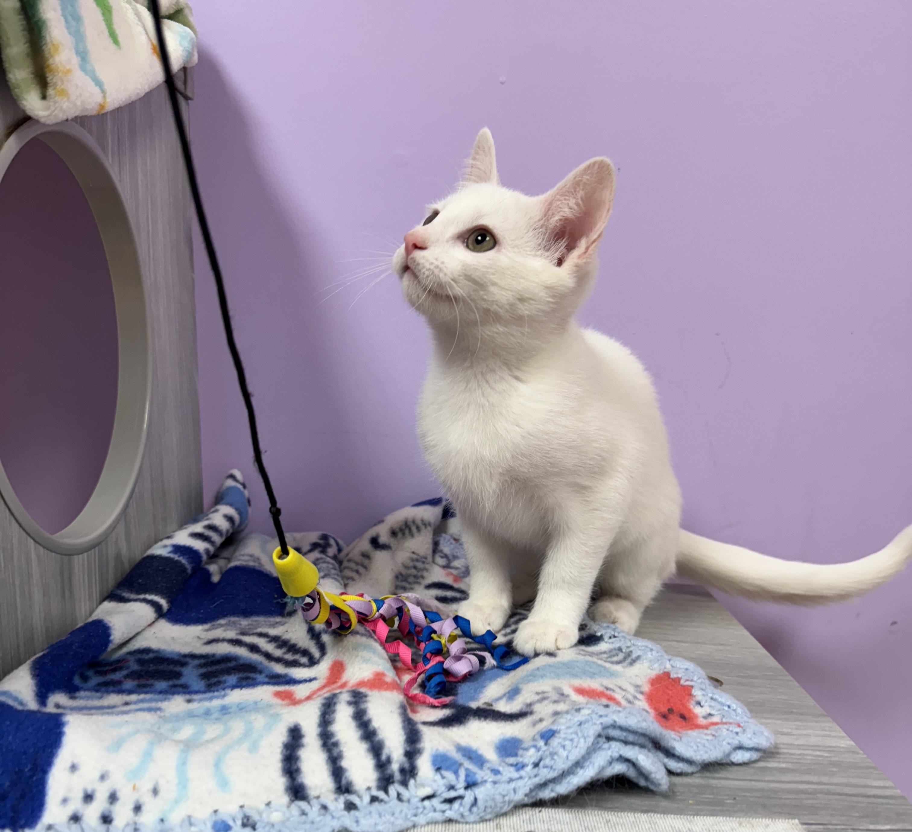 Enlarge Daisy White Kitten Female, an adopted Domestic Short Hair in Monroe, NC image 3/3