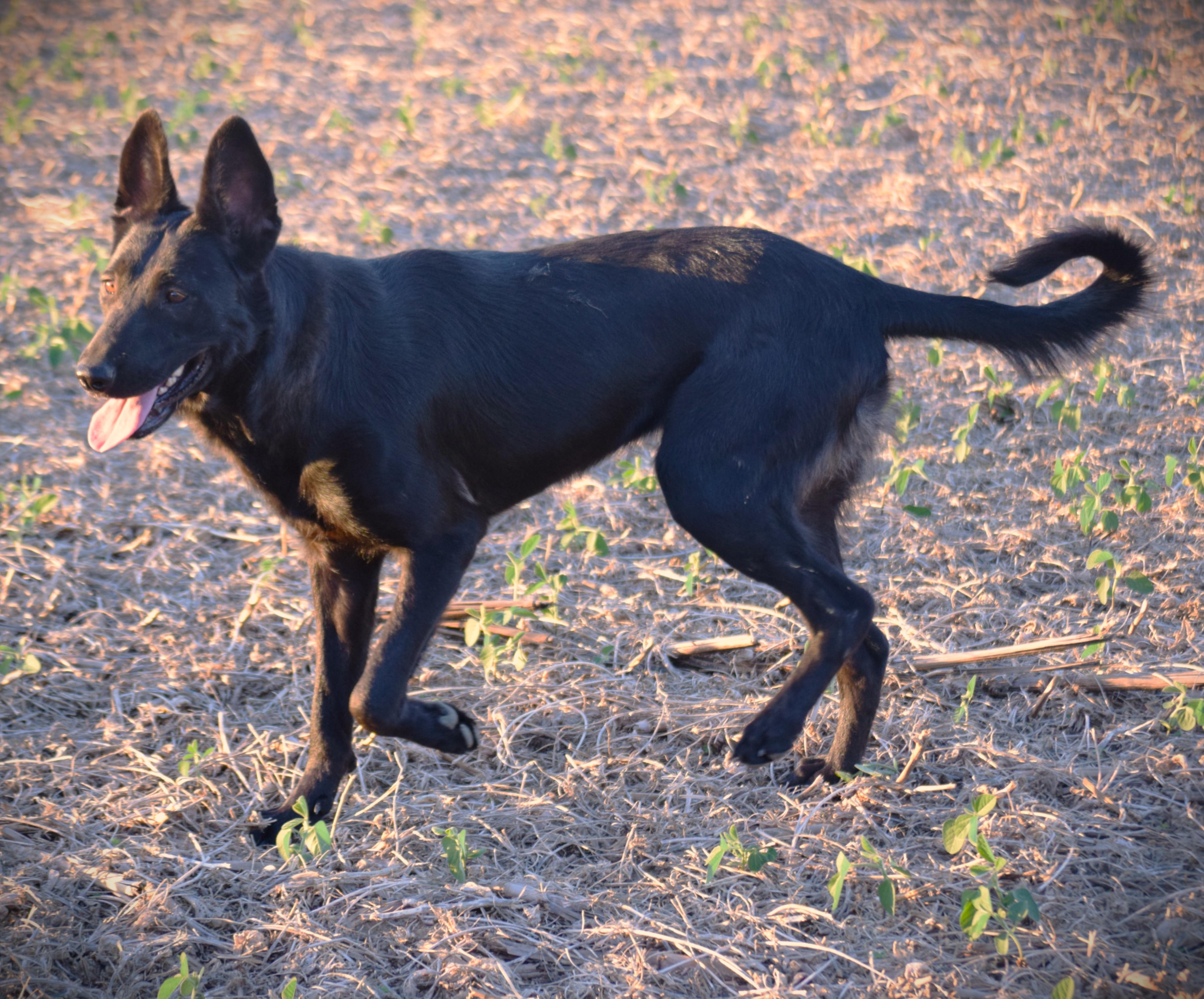 Enlarge Olive-Work Ethic, a Adoptable mixed breed in Rockport, IN image 6/6