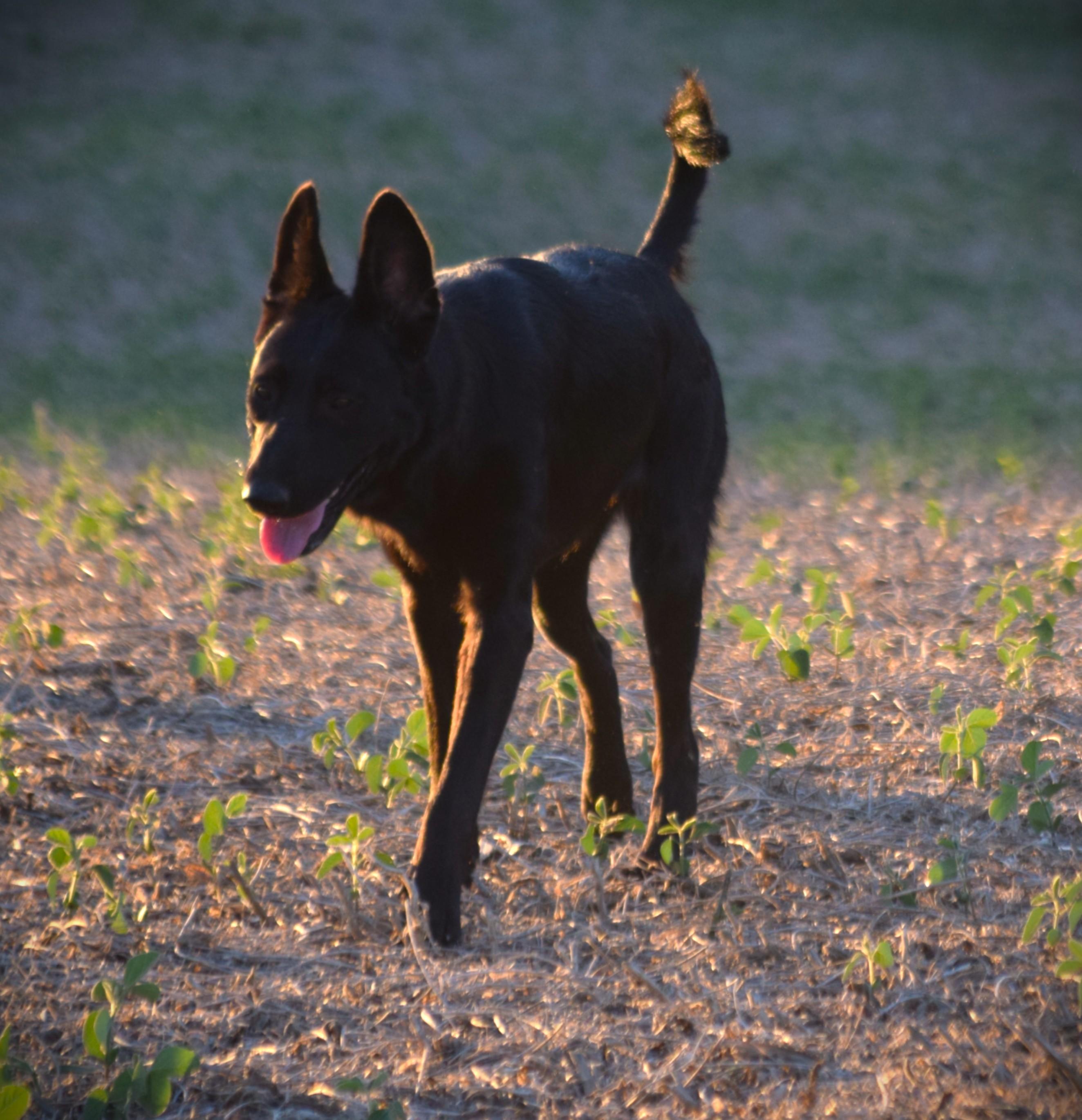 Enlarge Olive-Work Ethic, a Adoptable mixed breed in Rockport, IN image 3/6