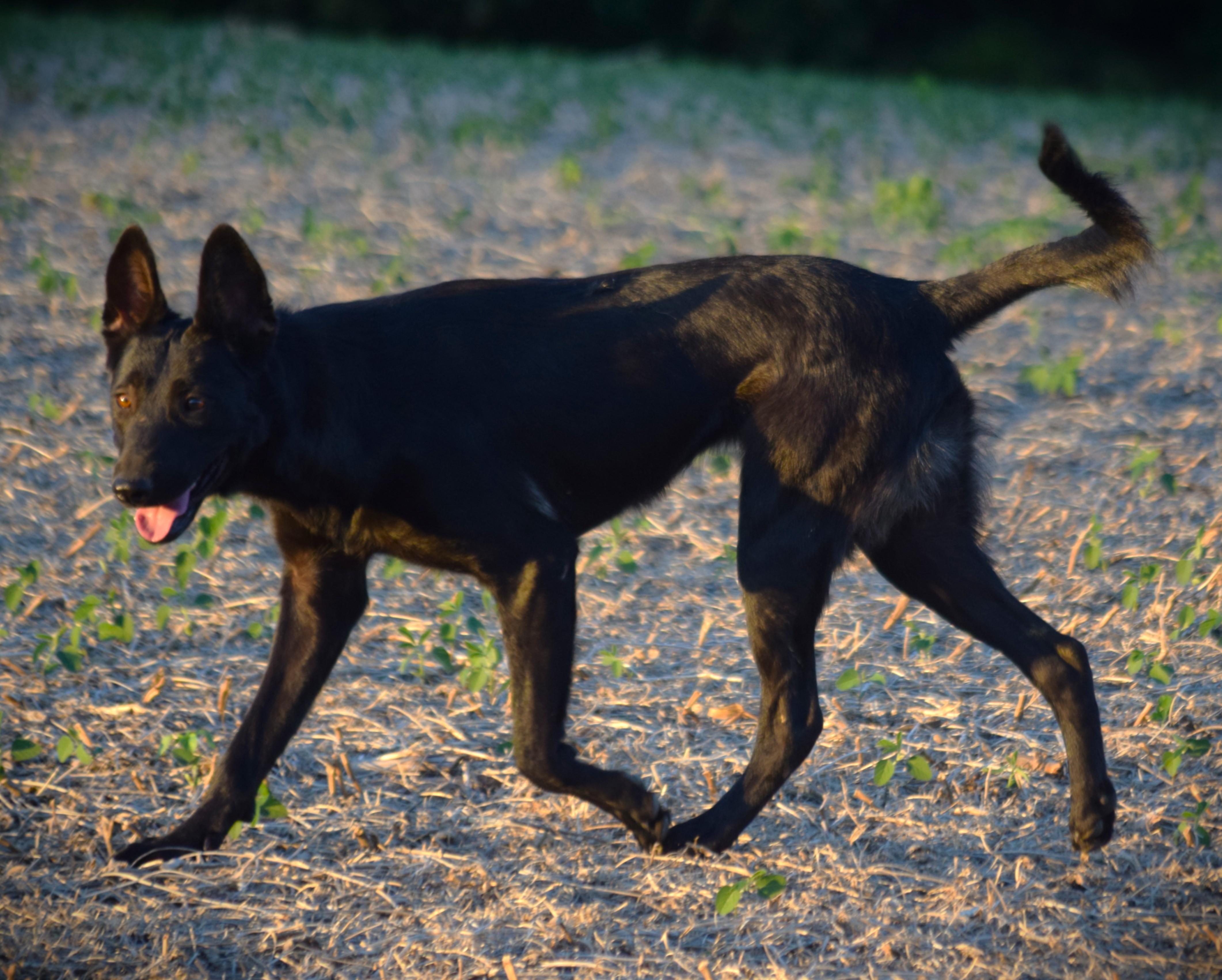 Enlarge Olive-Work Ethic, a Adoptable mixed breed in Rockport, IN image 4/6