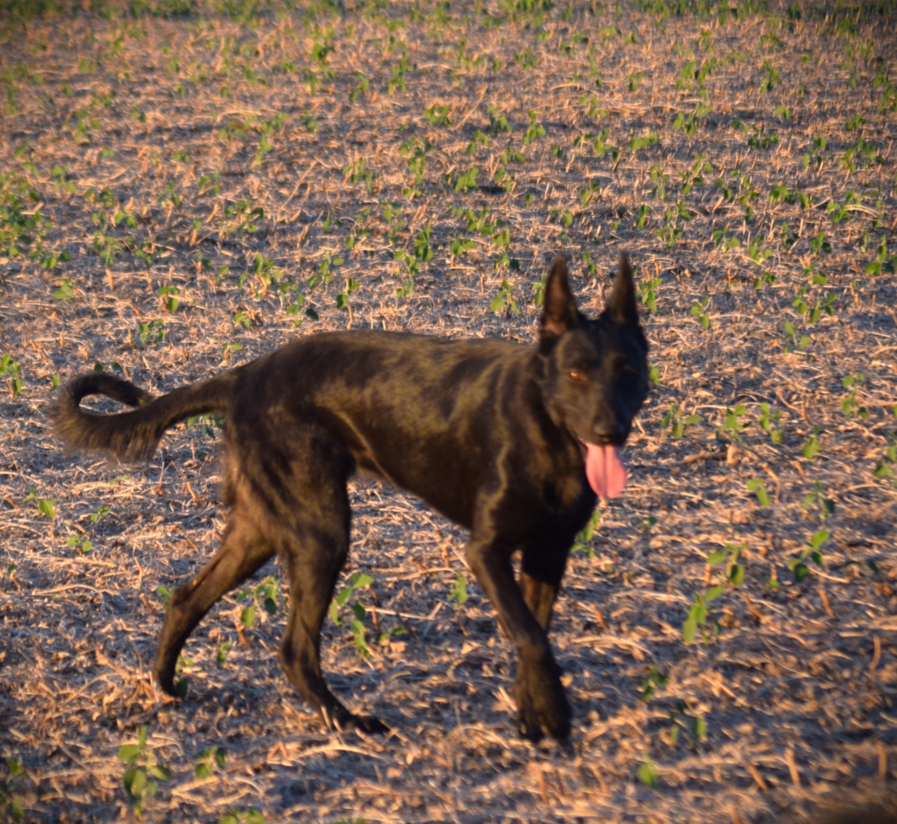 Enlarge Olive-Work Ethic, a Adoptable mixed breed in Rockport, IN image 5/6