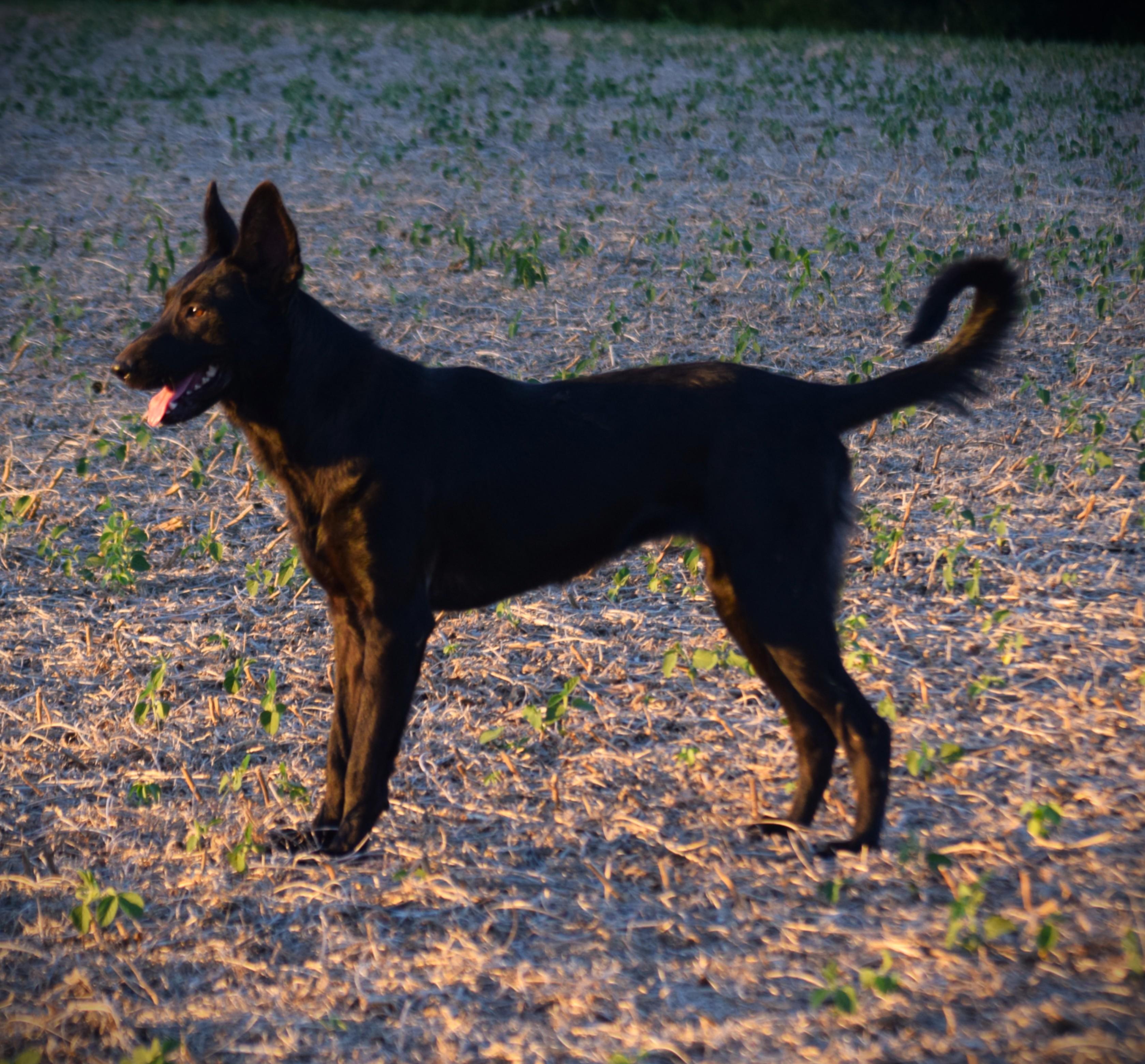 Enlarge Olive-Work Ethic, a Adoptable mixed breed in Rockport, IN image 2/6