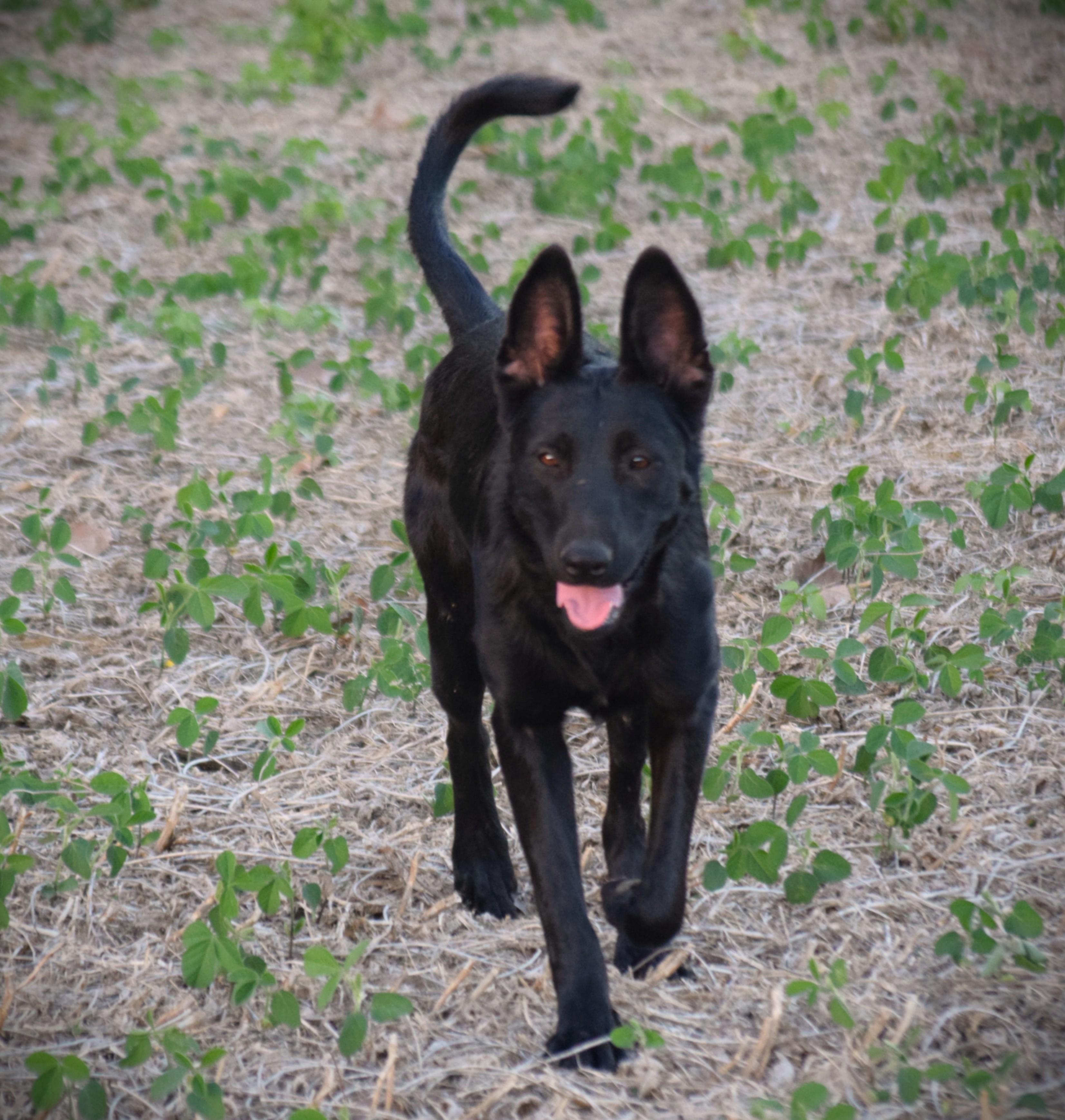 Olive-Work Ethic, Adoptable, Young Female German Shepherd Dog.